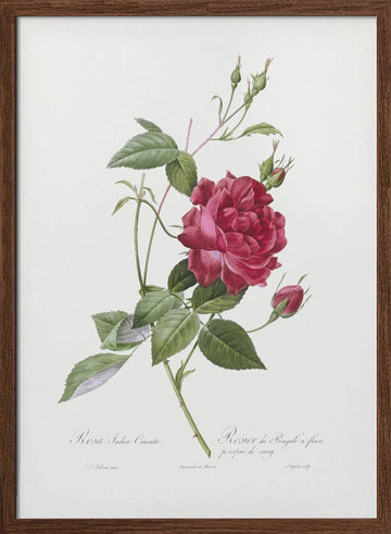 Blood Red Bengal Rose, Les Roses (1817–1824) | Poster - Walnut Frame Interior