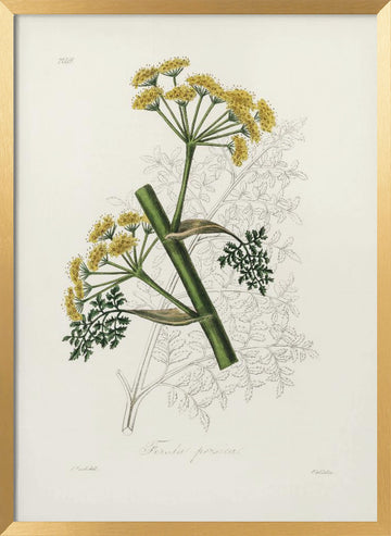 Ferula Persica Medical Botany | Poster - Gold Frame Interior