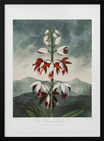The Chinese Limodoron from The Temple of Flora (1807) | Poster - Black Metal Frame Interior