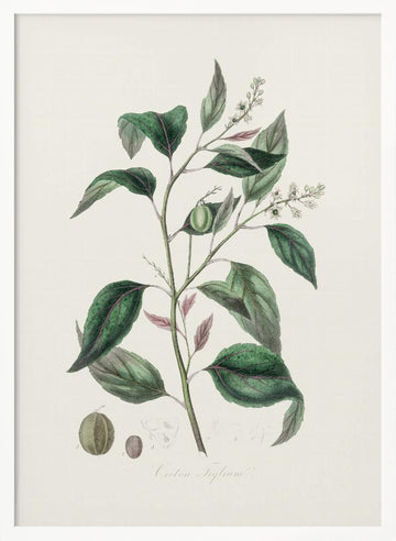 Purging Croton (croton Tiglium) Medical Botany | Poster - White Frame Interior