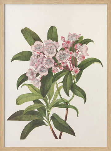Mountain Laurel From North American Wildflowers (1925) By Mary Vaux Walcott | Poster - Wood Frame Interior