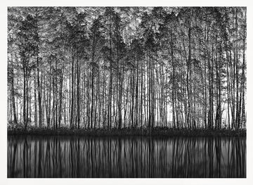 Black White Forest Reflections | Poster - White Frame Interior