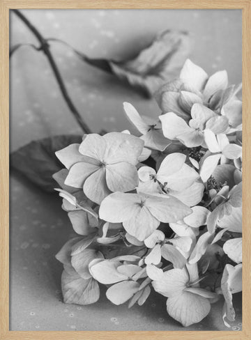 Monochrome Hydrangea Still Life | Poster - Wood Frame Interior