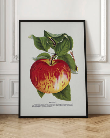 Wealthy Apple Lithograph | Poster - Room Interior 1
