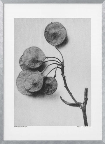 Ptelea Trifoliata | Poster - Silver Frame Interior