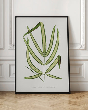 Pteris Cretica Leaf Illustration | Poster - Room Interior 1