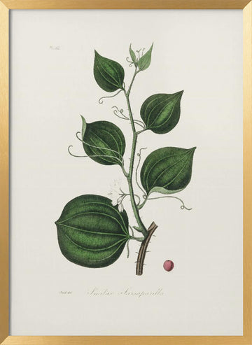 Lmilax Larsaparilla  Medical Botany | Poster - Gold Frame Interior