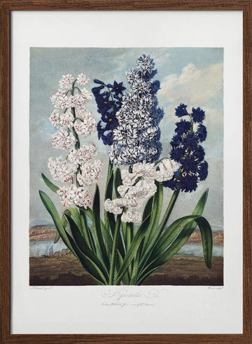 Hyacinths from The Temple of Flora (1807) | Poster - Walnut Frame Interior