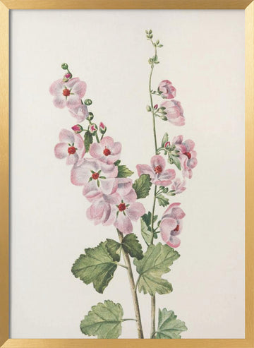 Orange Eye Globemallow From North American Wildflowers (1925) By Mary Vaux Walcott | Poster - Gold Frame Interior