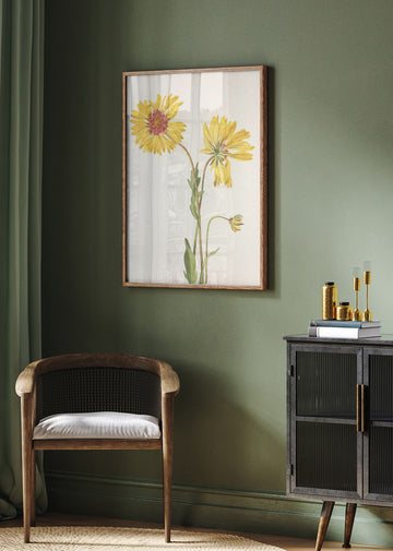 Perennial Gaillardia From North American Wildflowers (1925) By Mary Vaux Walcott. | Poster - Room Interior 2