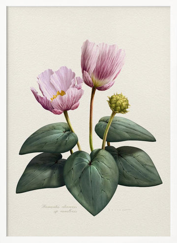 Elegant Pink Botanical Flowers | Poster - White Frame Interior