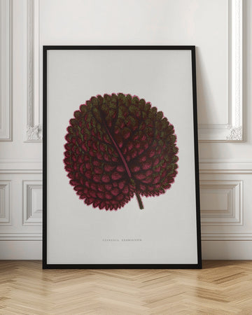 Pink Gesneria Exoniensis Leaf Illustration | Poster - Room Interior 1
