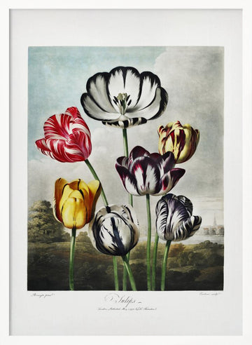 Tulips from The Temple of Flora (1807) | Poster - White Frame Interior