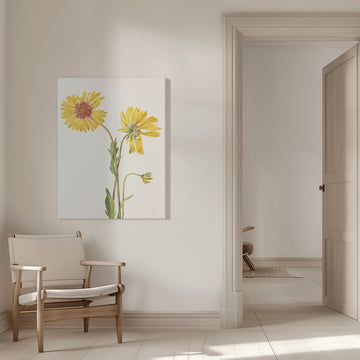 Perennial Gaillardia From North American Wildflowers (1925) By Mary Vaux Walcott. | Canvas - Room Interior 1