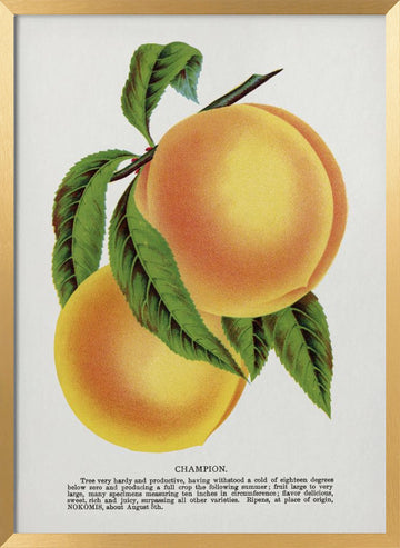 Champion Plum Lithograph | Poster - Gold Frame Interior