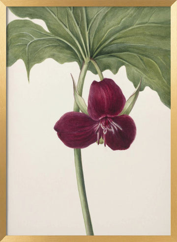 Sweet Trillium | Poster - Gold Frame Interior