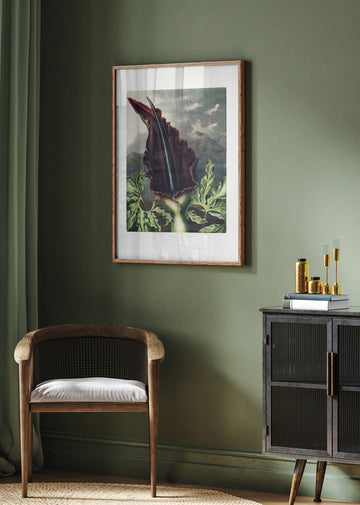 The Dragon Arum from The Temple of Flora (1807) | Poster - Room Interior 2