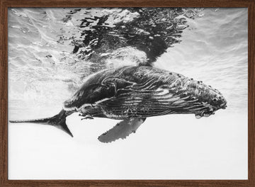 Majestic Humpback Whale | Poster - Walnut Frame Interior