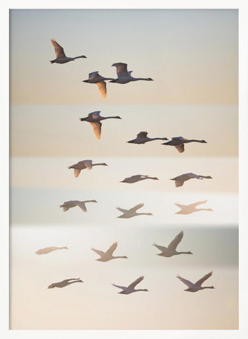 Swans in Golden Light | Poster - White Frame Interior