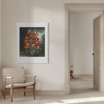 The Superb Lily from The Temple of Flora (1807) | Canvas - Room Interior 1