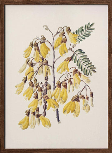 Kowhai Drawn By Sarah Featon (1848–1927) | Poster - Walnut Frame Interior