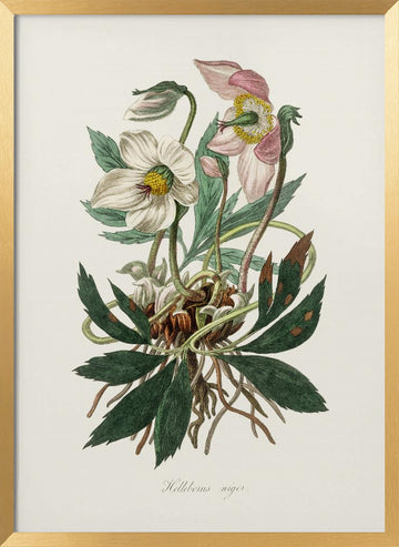Christmas Rose (helleborus Niger)  Medical Botany | Poster - Gold Frame Interior