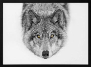 Yellow Eyed Wolf Gaze | Poster - Black Metal Frame Interior