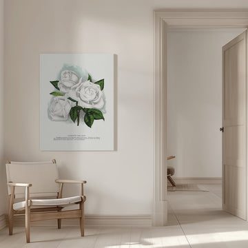 White Rose, Coquette Des Alps Lithograph | Canvas - Room Interior 1