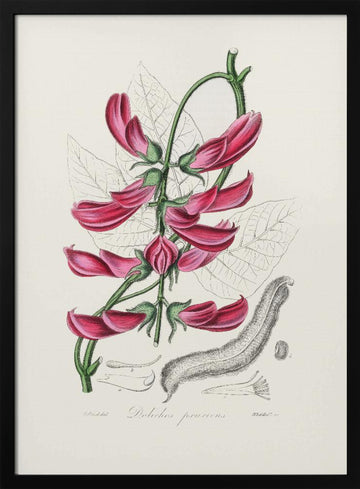 Mucuna Pruriens (dolichos Pruriens) Medical Botany | Poster - Black Metal Frame Interior