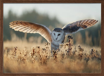 Barn Owl Flight | Poster - Walnut Frame Interior