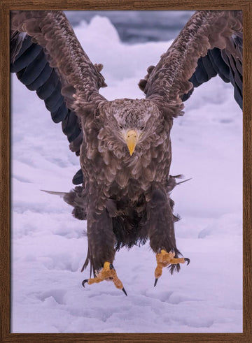 Powerful Eagle Winter Landing | Poster - Walnut Frame Interior