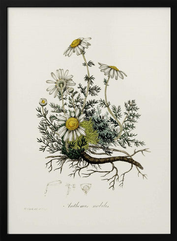 Chamomile (anthemis Nobilis) Medical Botany | Poster - Black Metal Frame Interior