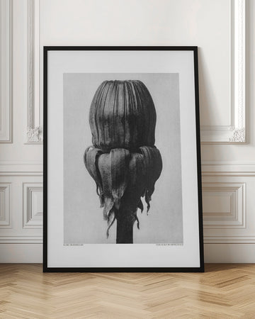 Taraxacum Officinale | Poster - Room Interior 1