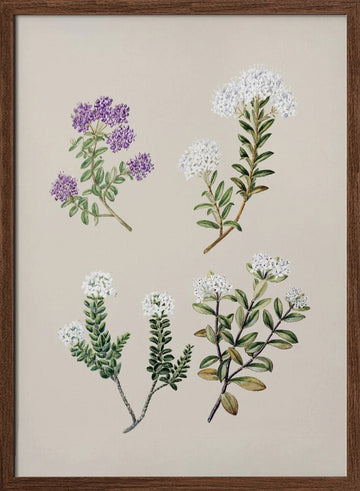 Veronica 4 Species Drawn By Sarah Featon (1848–1927) | Poster - Walnut Frame Interior