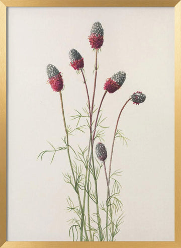 Purple Prairie Clover From North American Wildflowers (1925) By Mary Vaux Walcott | Poster - Gold Frame Interior