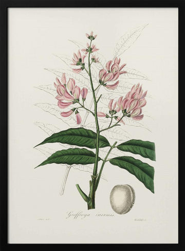 Geoffroya Inermis Medical Botany | Poster - Black Metal Frame Interior