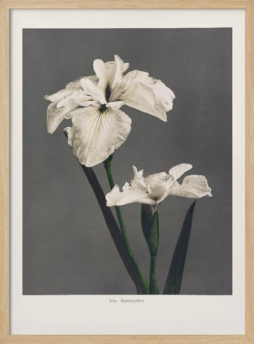 Iris Kæmpferi | Poster - Wood Frame Interior