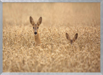 Curious Deer in Golden Wheat | Poster - Silver Frame Interior