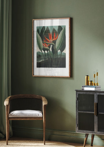 The Queen–Plant from The Temple of Flora (1807) | Poster - Room Interior 2