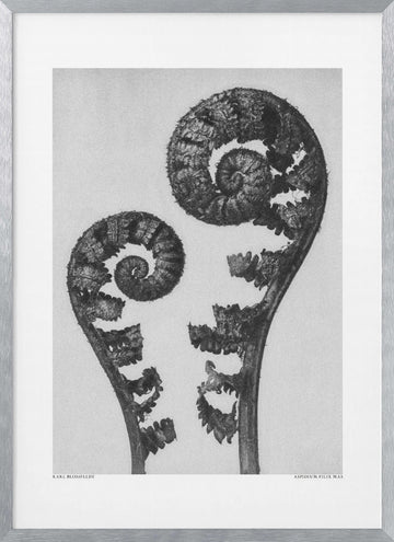 Aspidium Filix Mas | Poster - Silver Frame Interior