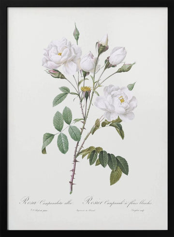 Rosa Gallica Pontiana, Les Roses (1817–1824) | Poster - Black Metal Frame Interior