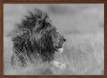 Majestic Lion Profile | Poster - Walnut Frame Interior