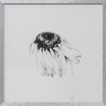 Soft Fading Flower | Poster - Silver Frame Interior