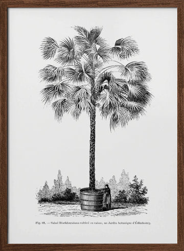 Vintage Palm Tree Drawing X | Poster - Walnut Frame Interior