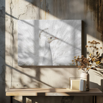 White Peacock Display | Canvas - Room Interior 2
