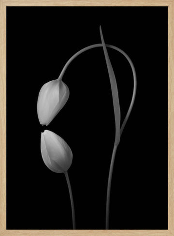 Monochrome Tulip Curves | Poster - Wood Frame Interior