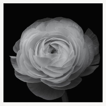 Grayscale Floral Elegance | Poster - White Frame Interior