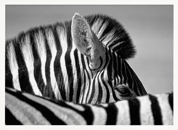 Elegant Zebra Profile | Poster - White Frame Interior
