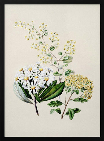 Senecio Drawn By Sarah Featon (1848–1927) | Poster - Black Metal Frame Interior
