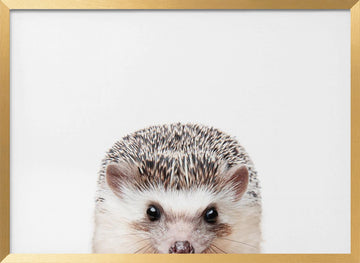 Peeking Hedgehog | Poster - Gold Frame Interior